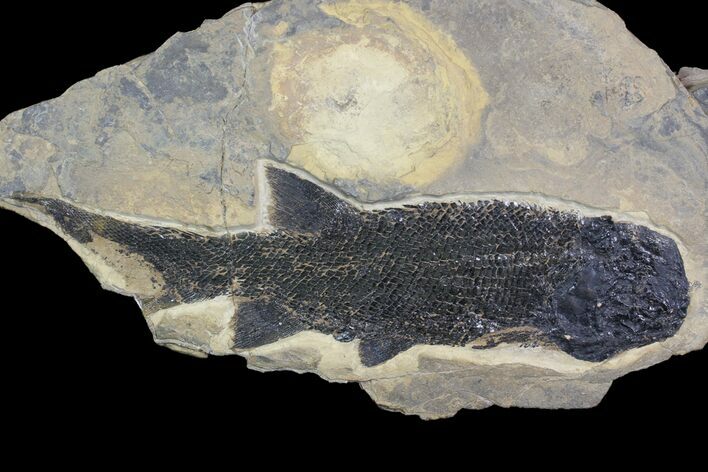 Permian Fossil Fish (Paramblypterus) - Germany #92865